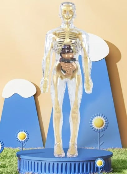 Human Body Assembly Toy