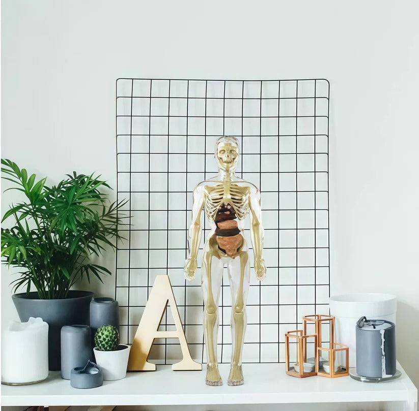 Human Body Assembly Toy
